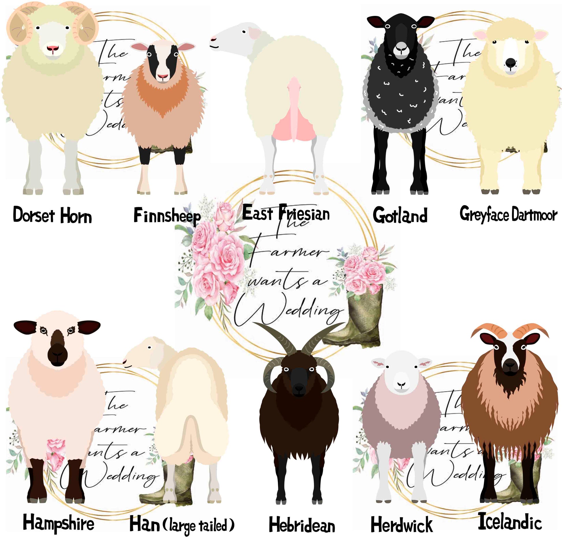 Farm Wedding Sheep Breeds Selection