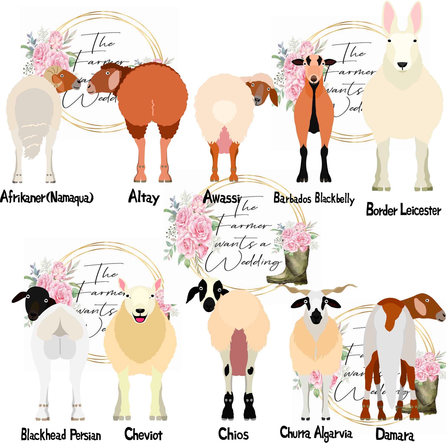 Sheep Wedding Theme Breeds