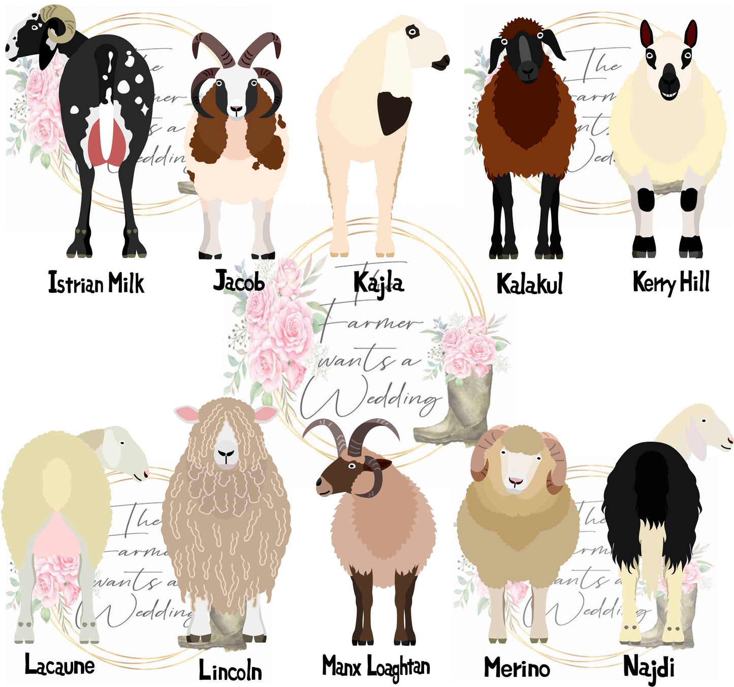 Sheep Wedding Theme Breeds