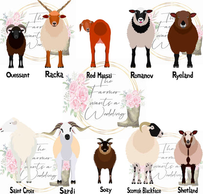 Sheep Wedding Theme Breeds