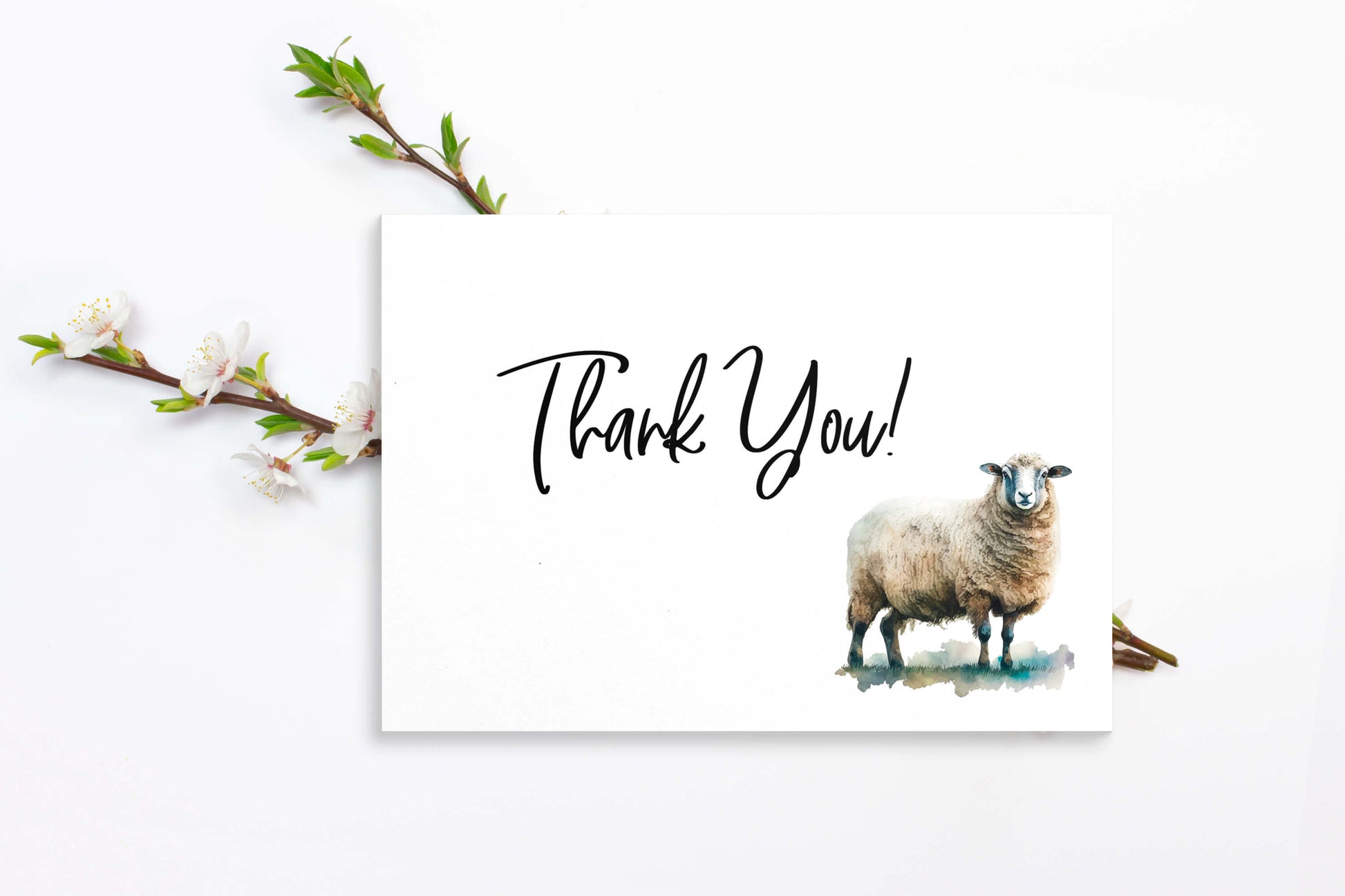 Sheep Thankyou Card