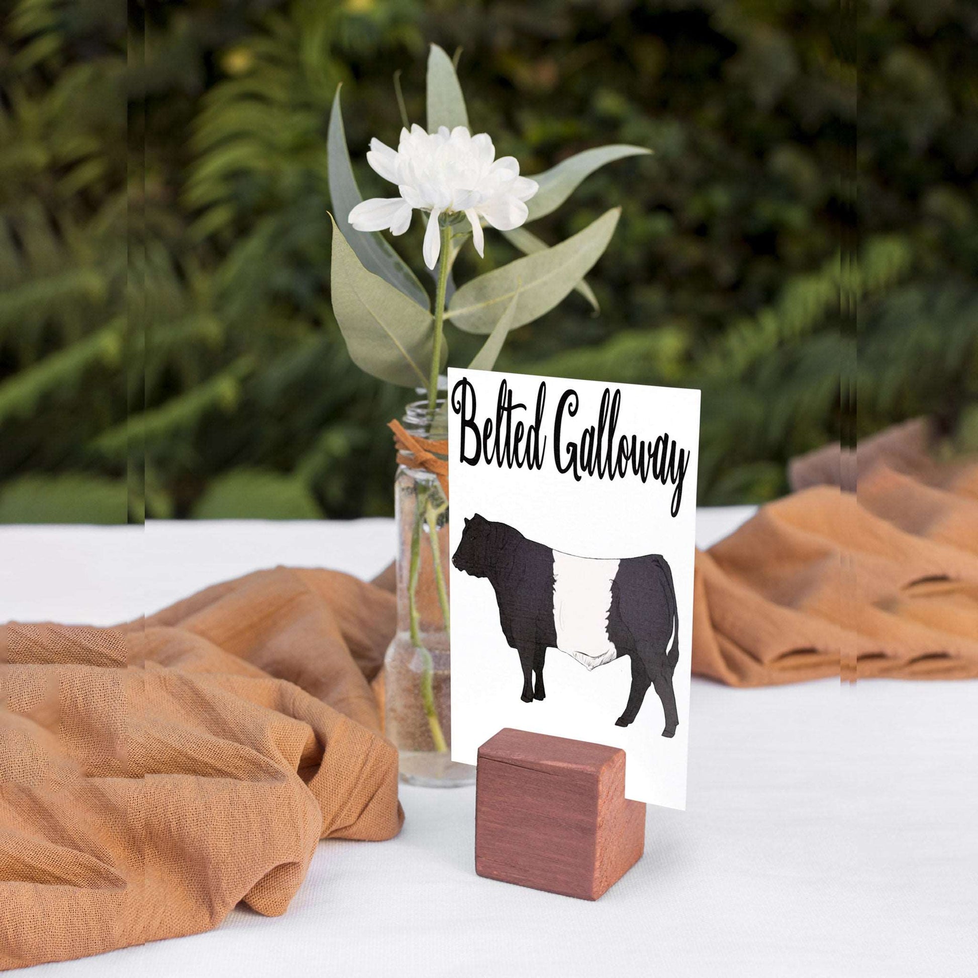 Cow Breeds Table Cards