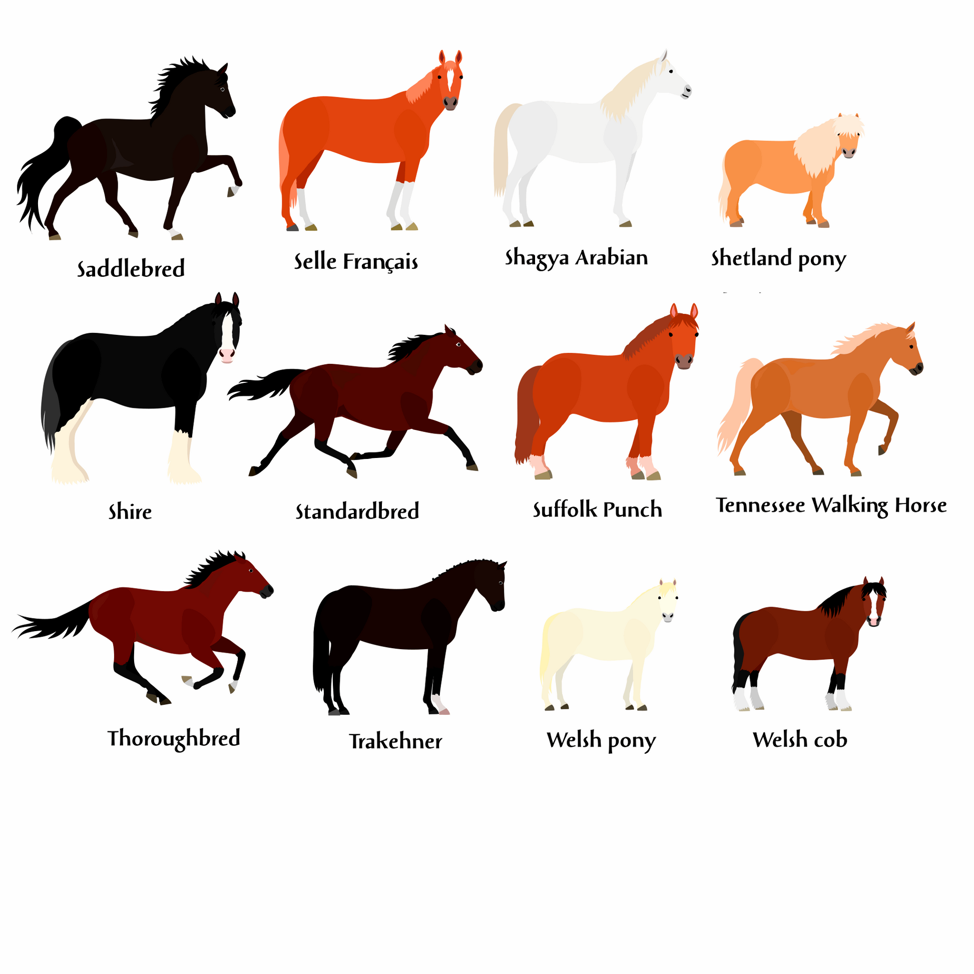 Horse Breeds Table Plan Cards