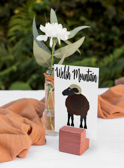 Sheep Breed Table Cards