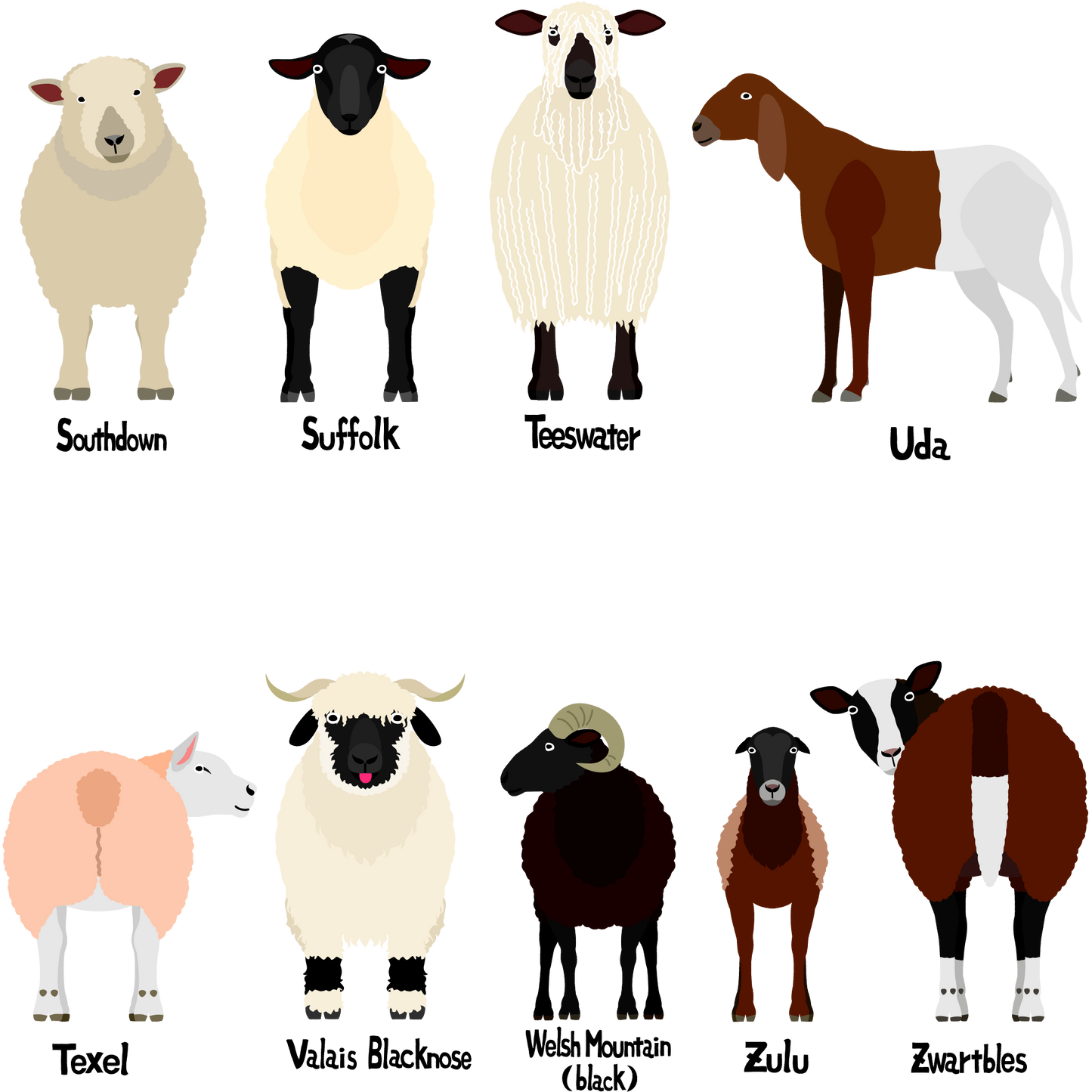 Sheep Breed Table Cards