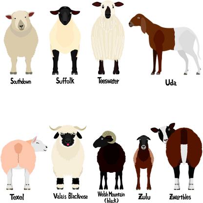 Sheep Breed Table Cards