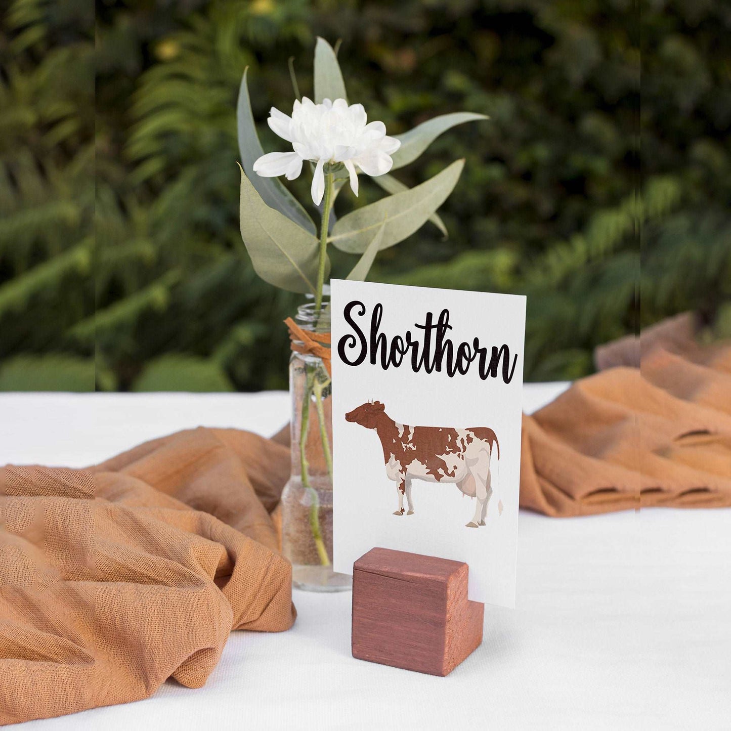 Cow Breeds Table Cards